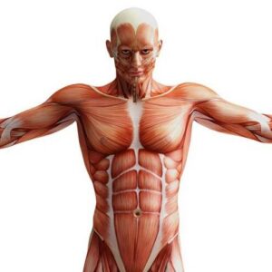 Muscle-anatomy1