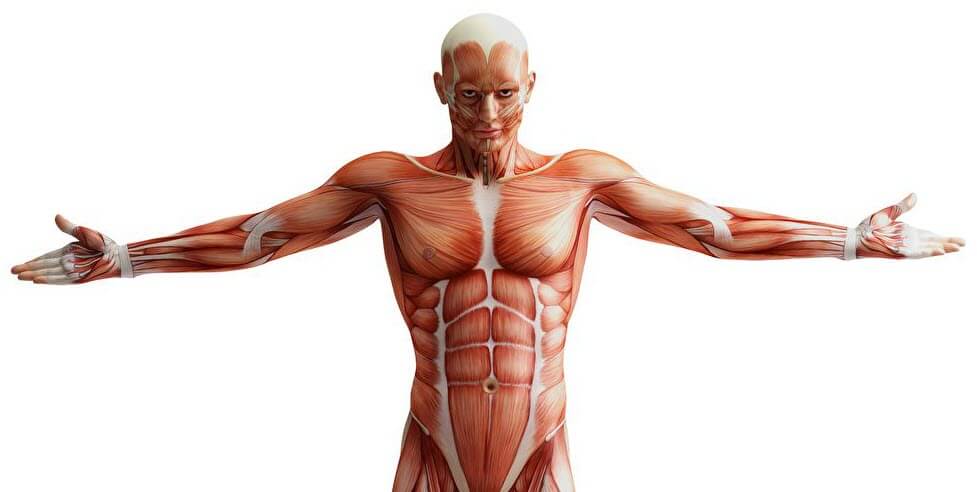 human body tissue
